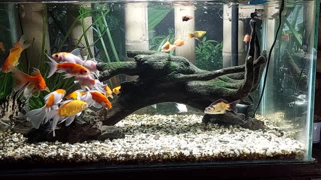 AQUARIUM FISH (Community Tank)