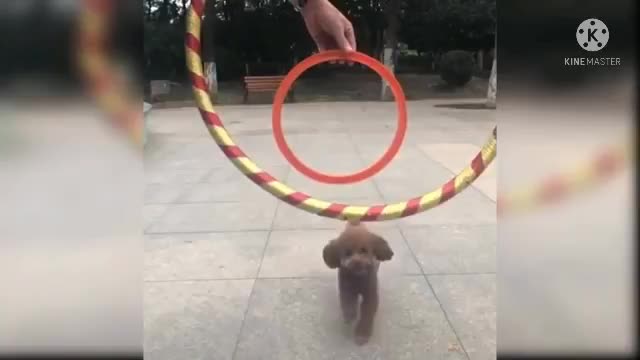 Baby dog training