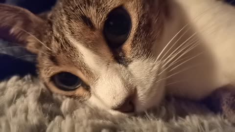 Super Cute Close Up Just Before Bedtime