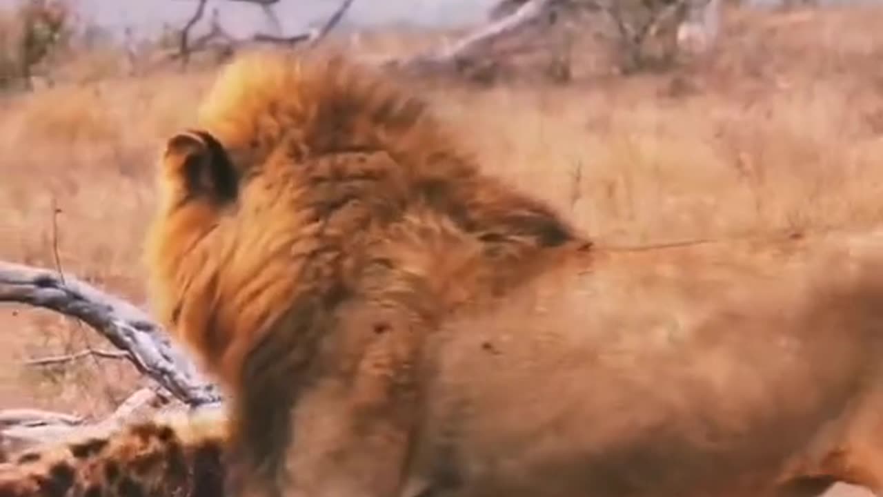 Lion & Hyaena Fight|Lion Hunting Hyaena