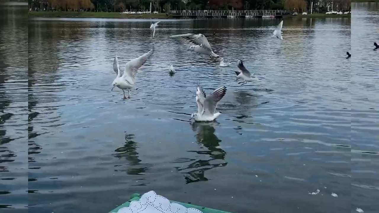 Funny animals video