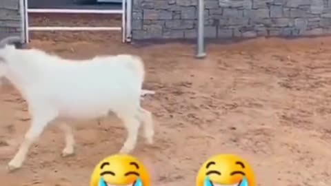 God funny video