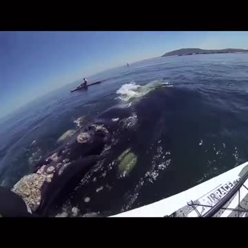 HUGE WHALE HIT KAYAK.mp4