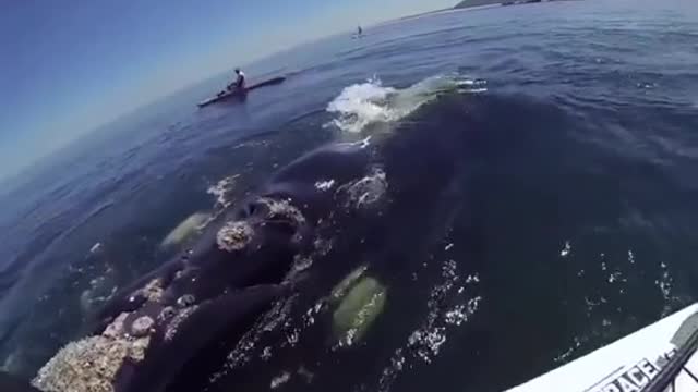 HUGE WHALE HIT KAYAK.mp4