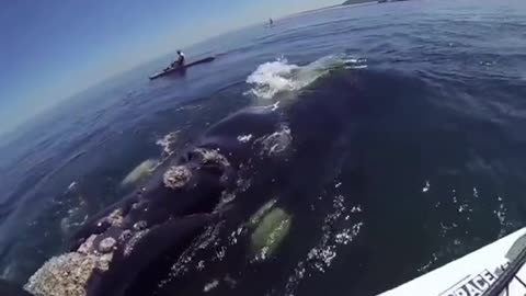 HUGE WHALE HIT KAYAK.mp4