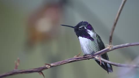 BIRDS FAMILY