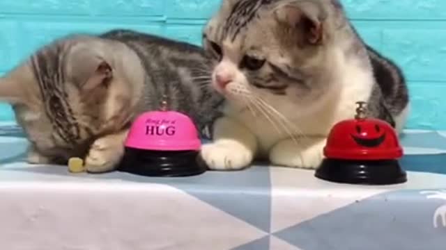 Cute cat, Black cat, cats, Funny cats, Funny cats video 1315