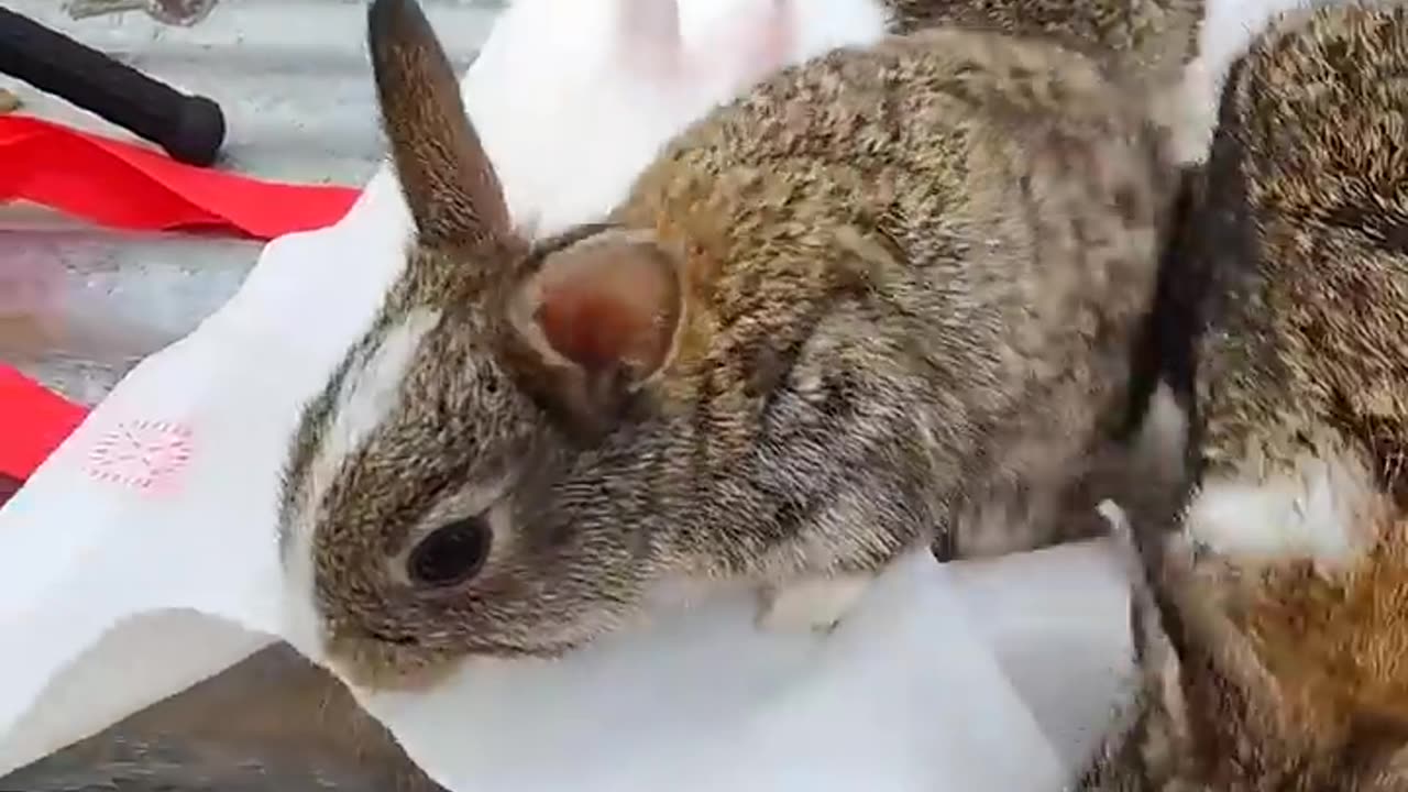 Baby Rabbit growing Up Day by Day🐇🐇😍😍