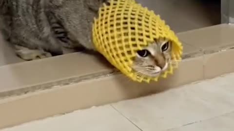 Catworm.