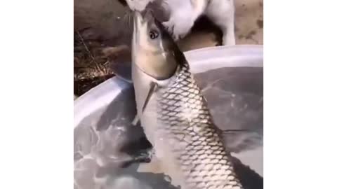 Cat vs fish animal video