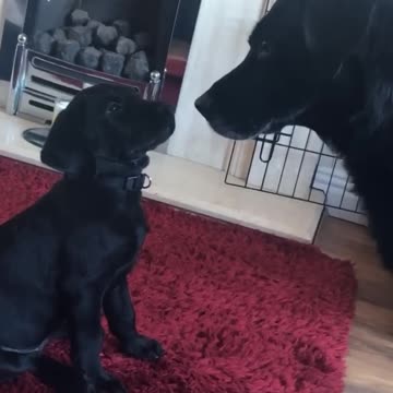 Daily Happy Video (15) - Puppy Meets Dad For The First Time!! Too Cute