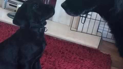 Daily Happy Video (15) - Puppy Meets Dad For The First Time!! Too Cute