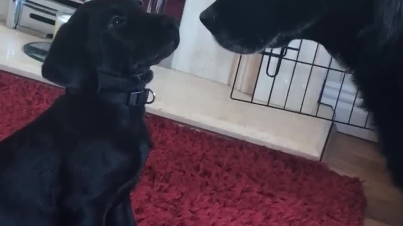 Daily Happy Video (15) - Puppy Meets Dad For The First Time!! Too Cute