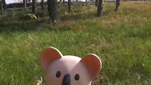 This little bear looks cute, just like real