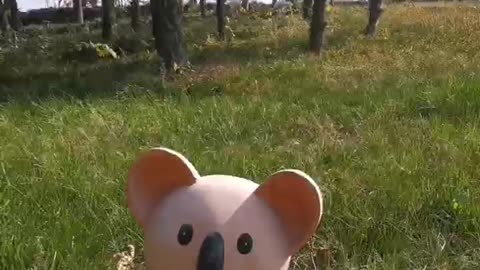 This little bear looks cute, just like real