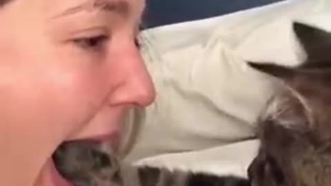 Funny cat video that will make you laugh unlimitedlii