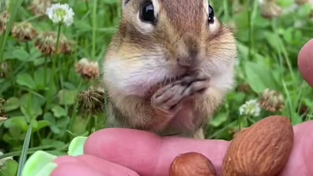 Baby Squirrel Eating Nuts