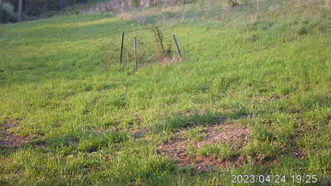 Bobcat at the grassy knoll