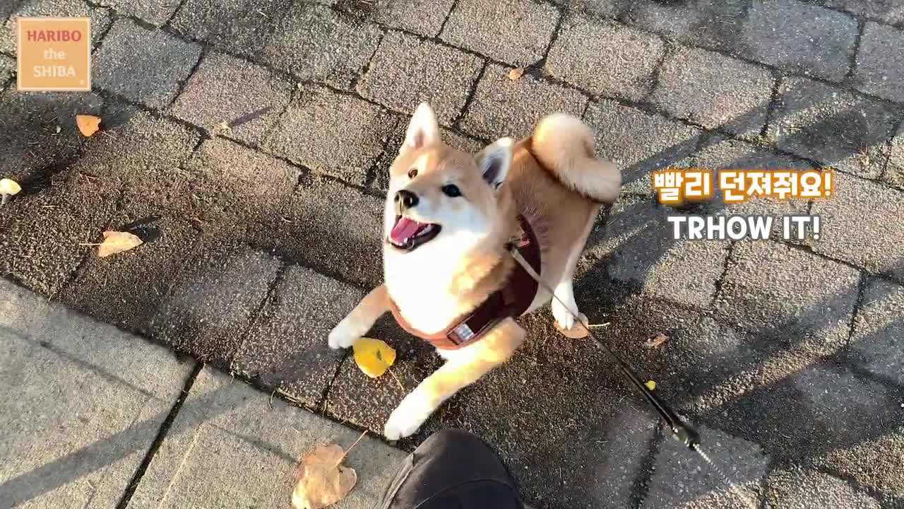 Shiba Inu from Puppy to Adult (8 weeks to 1 year)