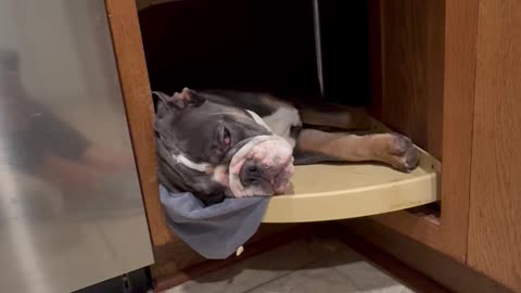 Hank Hides In Lazy Susan for a Nap