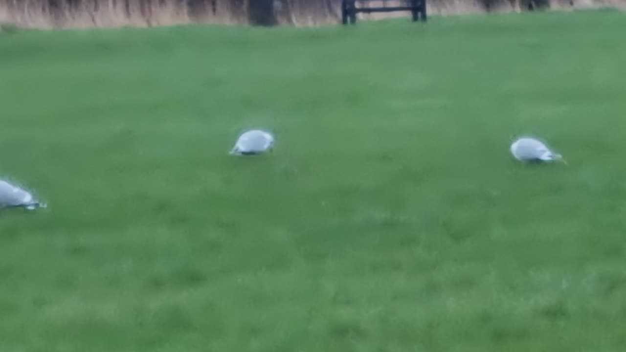 Herring Gulls In A Field In Wales.