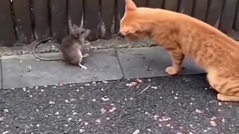 Funny animal video