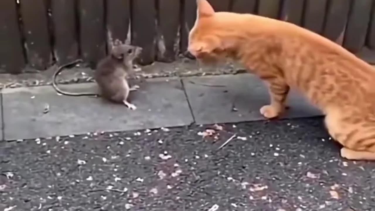 Funny animal video