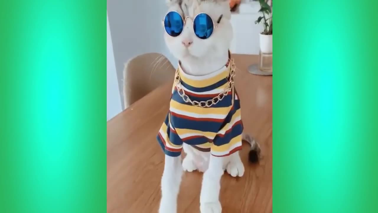 The Best Funny Cat Videos Of The 2023 - Funny Cats Compilation #51
