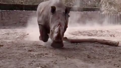 Here comes the rhino