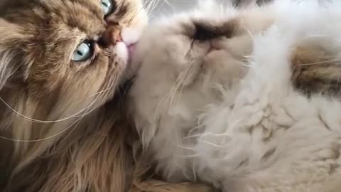 Meow Funny Moment: A collection of Cat Stars' Silly Antics