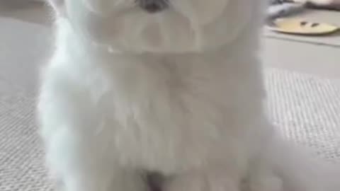 Cute White Little Puppy Winking #shorts #viral #shortsvideo #video