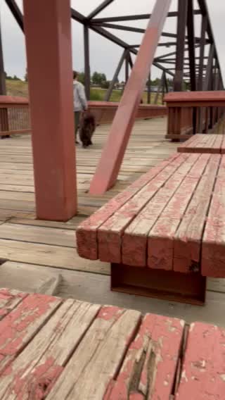Hairy dog on a bridge