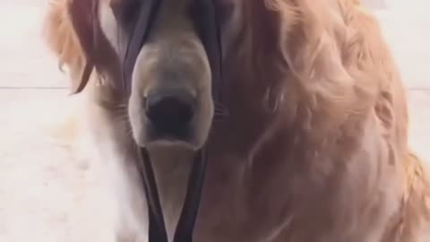 Funny dog reaction