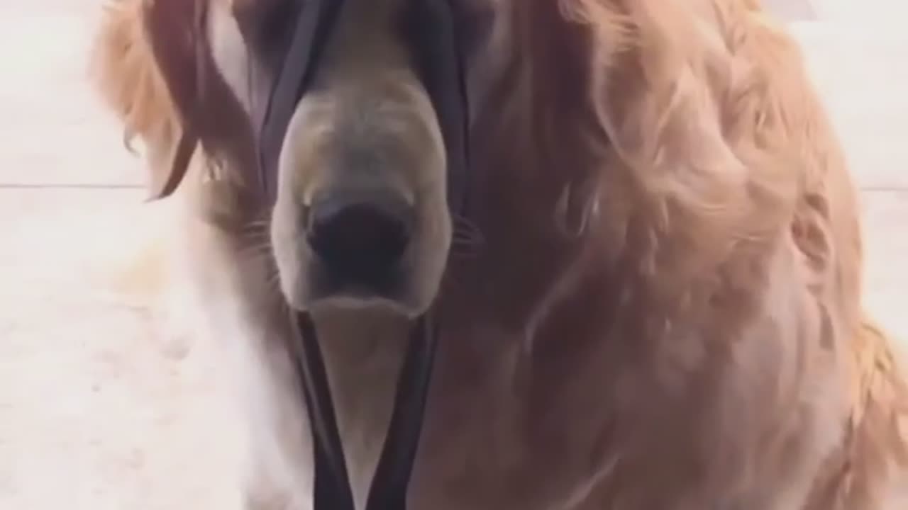 Funny dog reaction