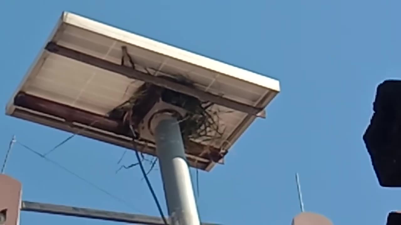 Birds making nest