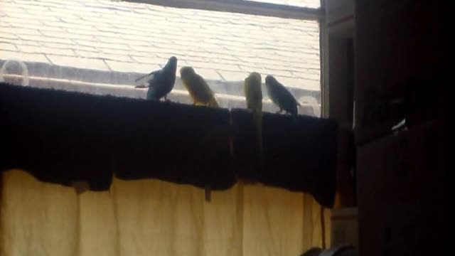 Budgies on cafe curtains