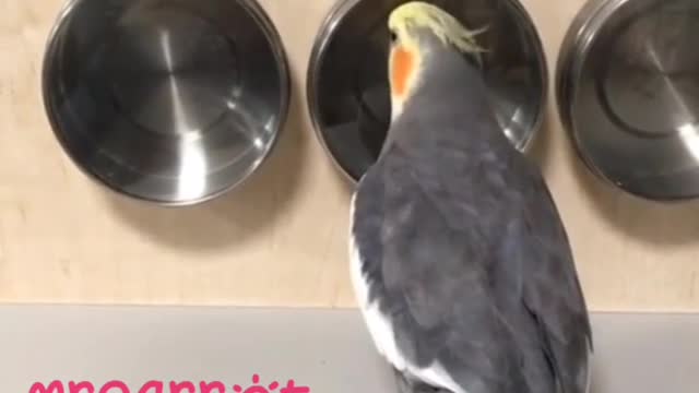 nice parrot clicks on the dishes in the kitchen