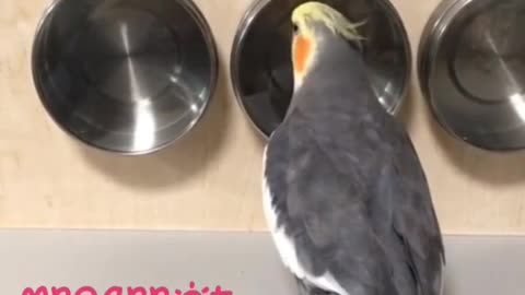 nice parrot clicks on the dishes in the kitchen