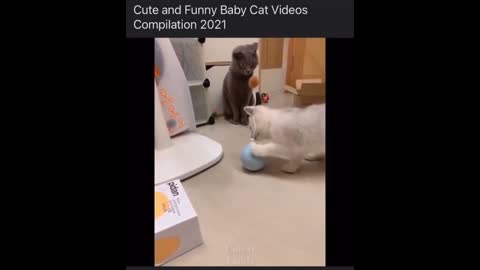 Cats Funny Videos - Cute Cats - Crazy Cats S2 S2 S2