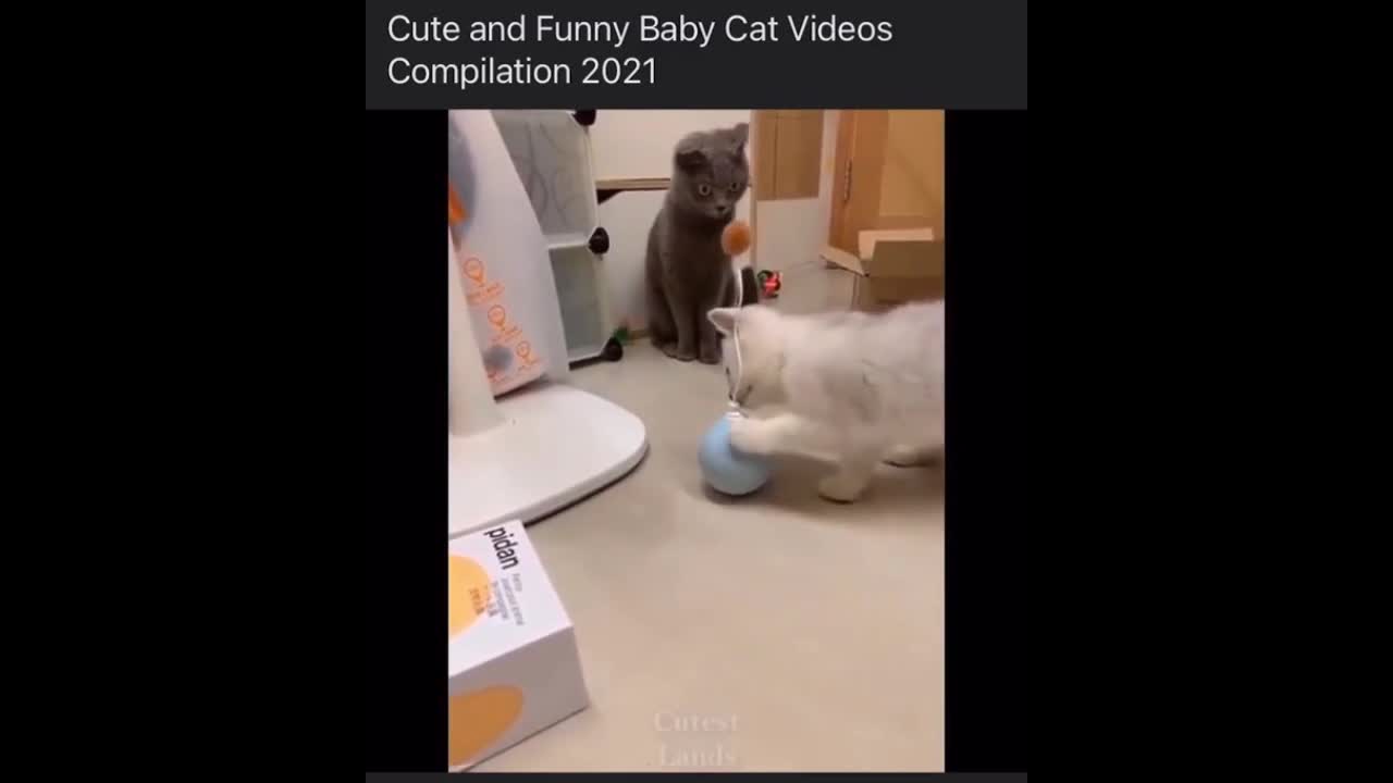 Cats Funny Videos - Cute Cats - Crazy Cats S2 S2 S2