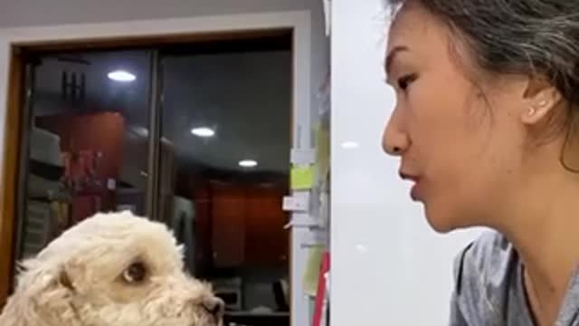 Funny dog comedy