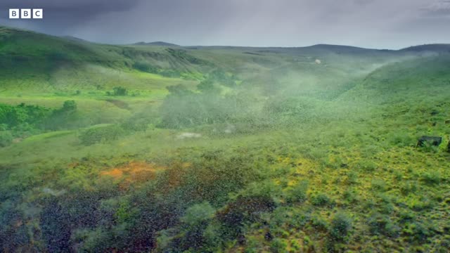 Locust Plague Devours 40,000 Tonnes of Vegetation Earth's Tropical Islands BBC Earth