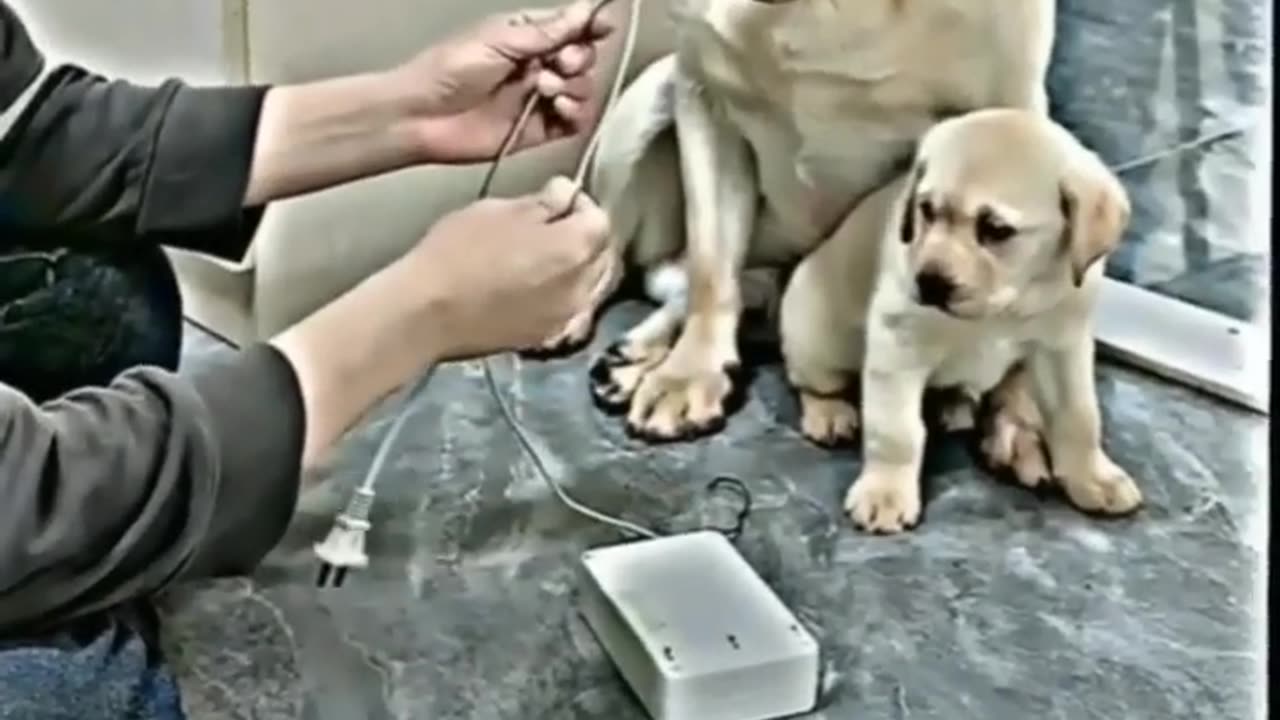 Love Dog🐕