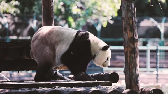 A lovely giant panda came down