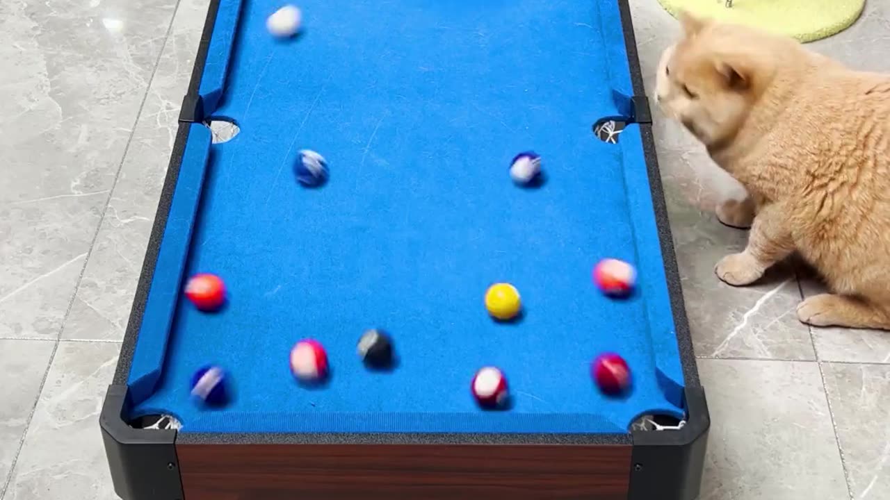 Cats playing snooker