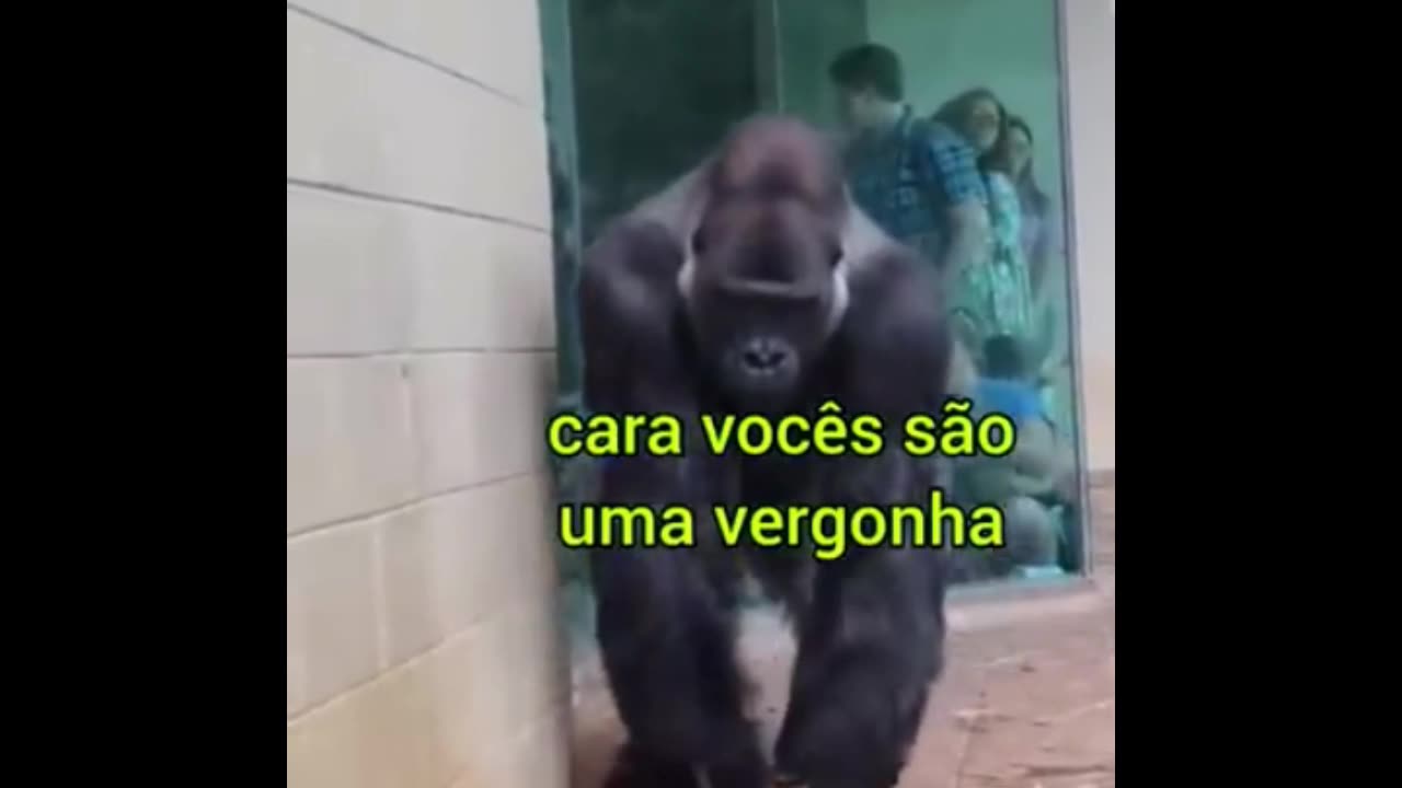 Piranomia kkk