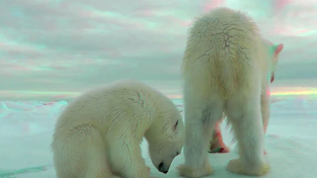 3D Cute Animals - Polar Bears (Ursus maritimus) - Mum & Baby Polar Bear In 3D Anaglyph