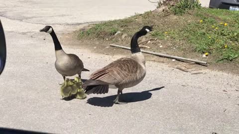 Canada goose vs hawk