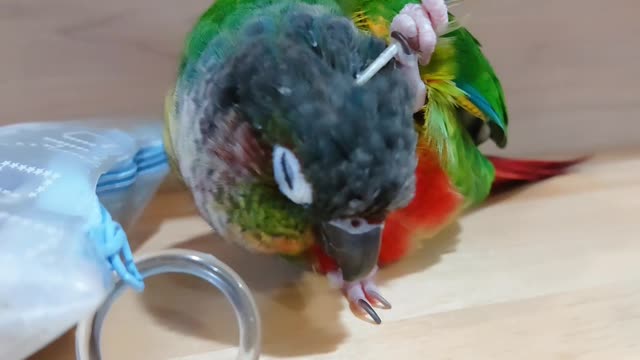 Yellow Side Conure Scratches Head with a Feather