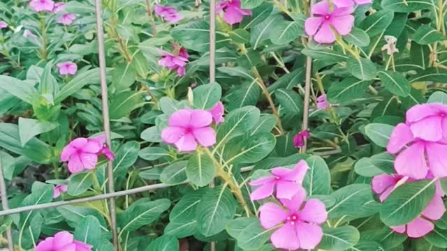 a widow purple standing in the fence